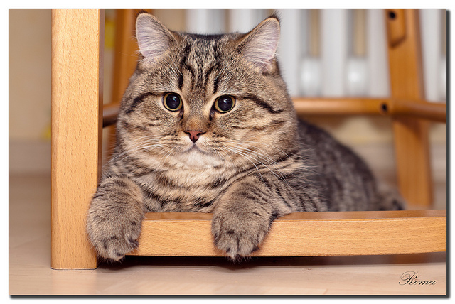 Талантливый фотограф и его милейшие коты Flickr, memberx,фотограф и коты, кот и кран