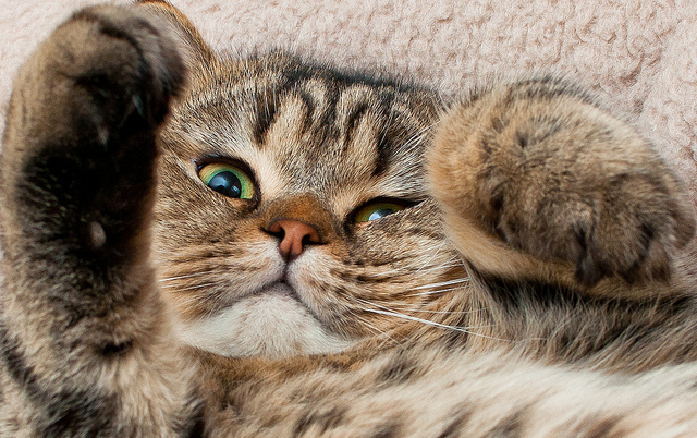 Талантливый фотограф и его милейшие коты Flickr, memberx,фотограф и коты, кот и кран