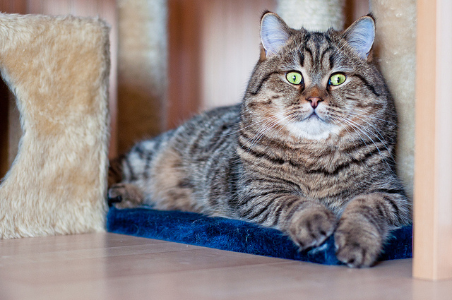 Талантливый фотограф и его милейшие коты Flickr, memberx,фотограф и коты, кот и кран