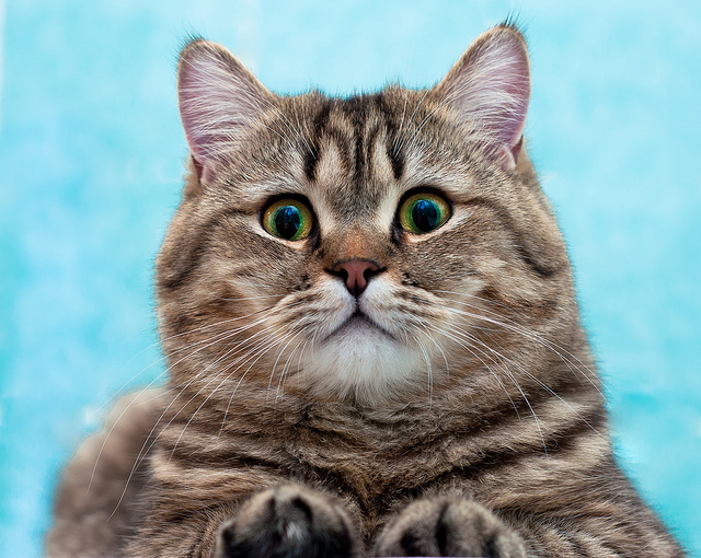 Талантливый фотограф и его милейшие коты Flickr, memberx,фотограф и коты, кот и кран