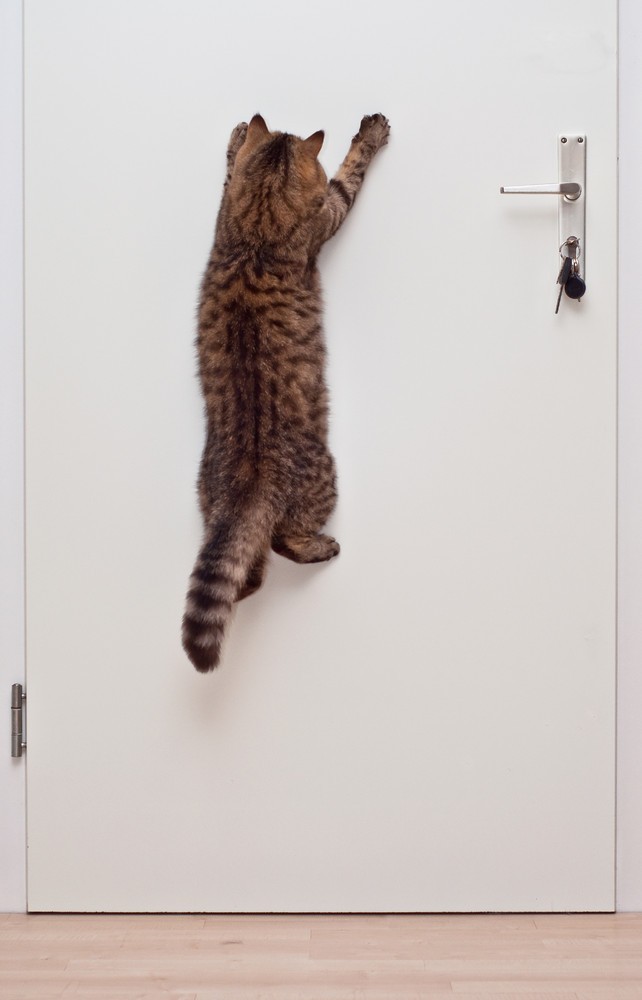 Талантливый фотограф и его милейшие коты Flickr, memberx,фотограф и коты, кот и кран