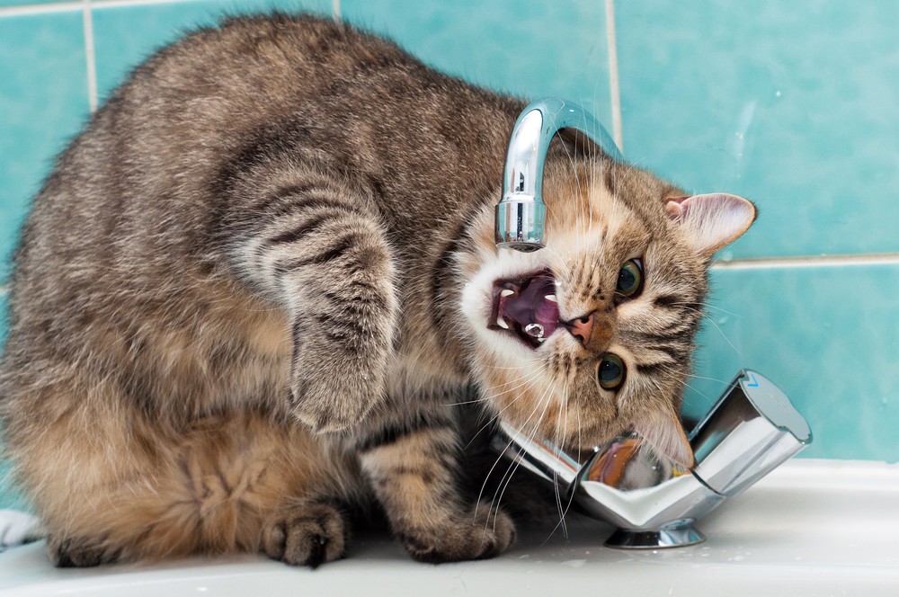 Талантливый фотограф и его милейшие коты Flickr, memberx,фотограф и коты, кот и кран