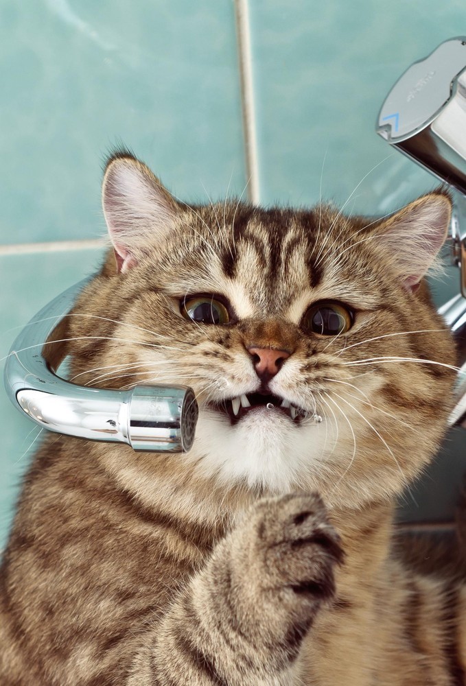 Талантливый фотограф и его милейшие коты Flickr, memberx,фотограф и коты, кот и кран