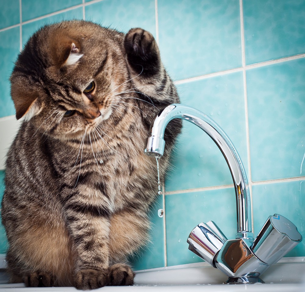 Талантливый фотограф и его милейшие коты Flickr, memberx,фотограф и коты, кот и кран