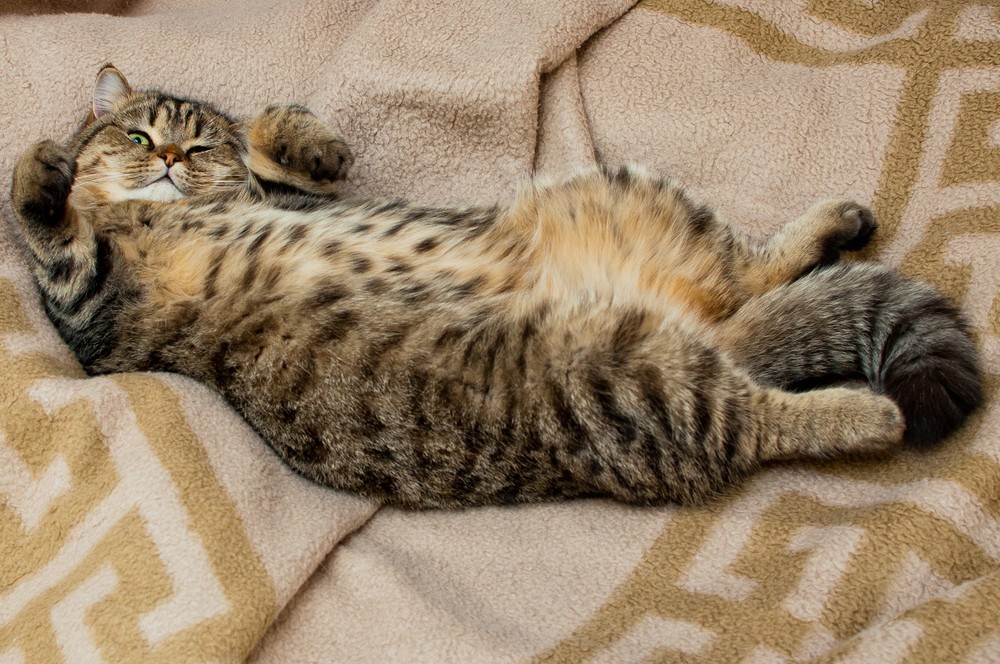 Талантливый фотограф и его милейшие коты Flickr, memberx,фотограф и коты, кот и кран