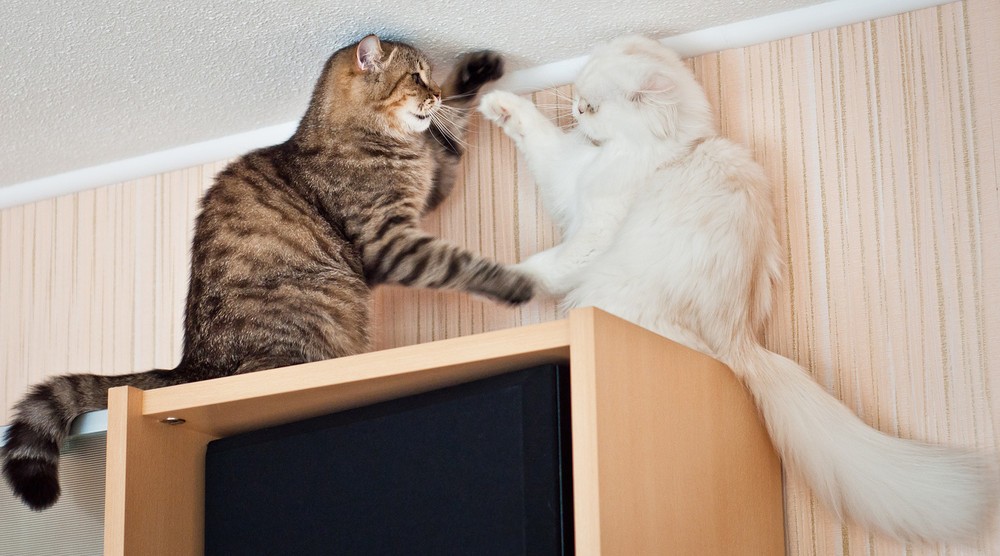 Талантливый фотограф и его милейшие коты Flickr, memberx,фотограф и коты, кот и кран