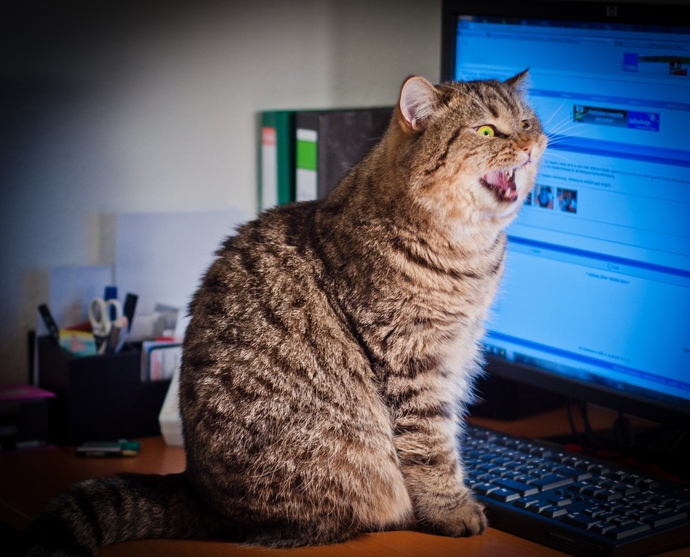 Талантливый фотограф и его милейшие коты Flickr, memberx,фотограф и коты, кот и кран