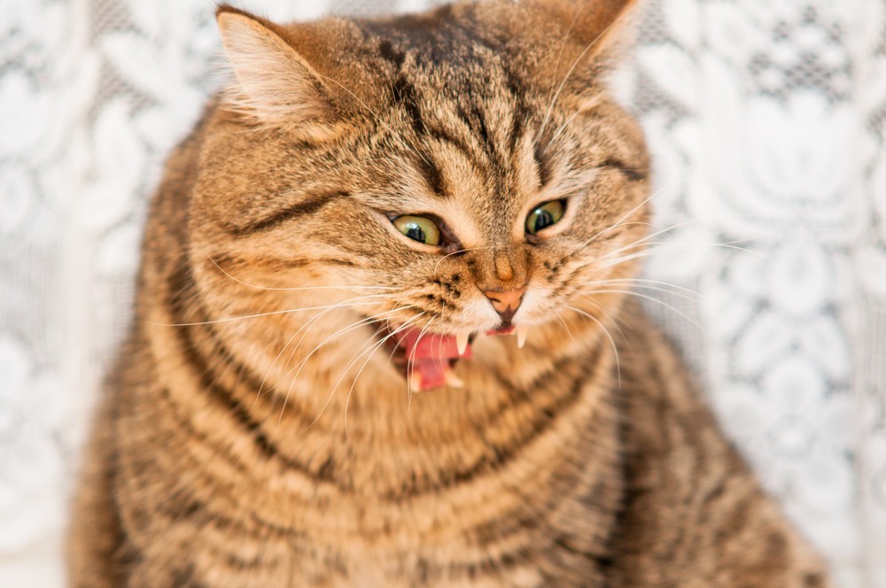 Талантливый фотограф и его милейшие коты Flickr, memberx,фотограф и коты, кот и кран