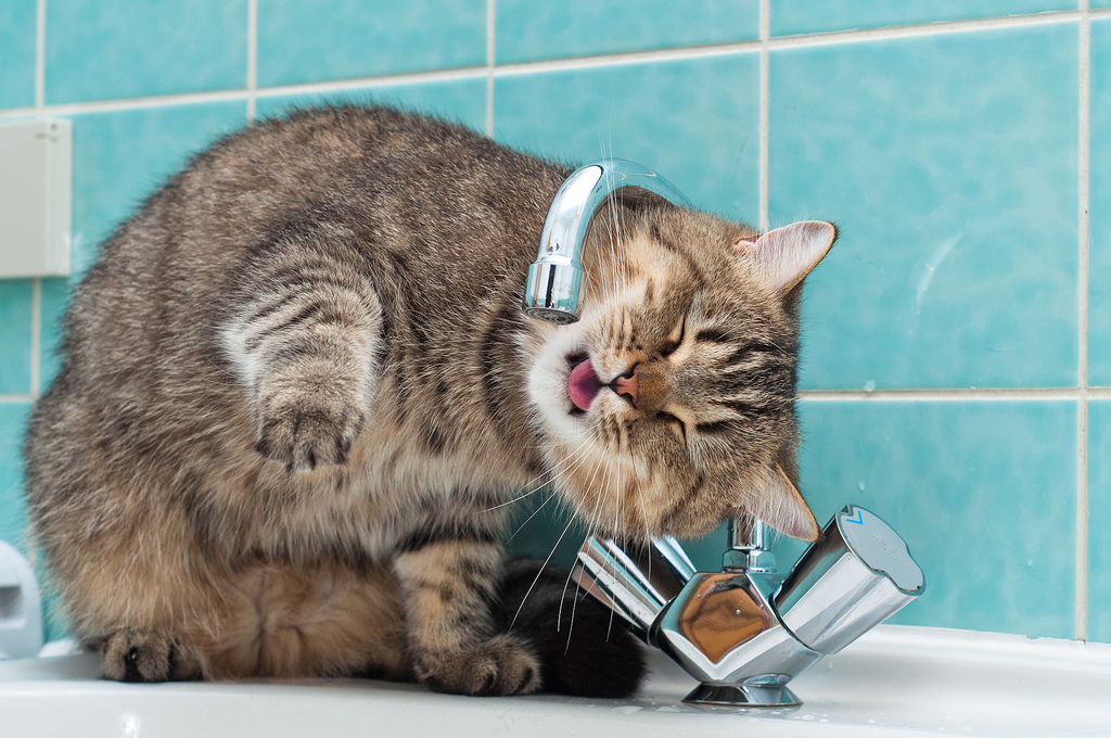 Талантливый фотограф и его милейшие коты Flickr, memberx,фотограф и коты, кот и кран