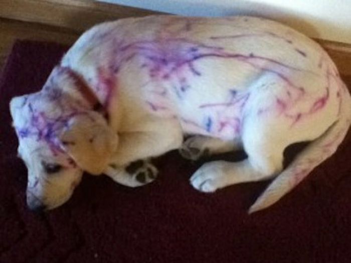 маленькие хулиганы,адские дети, дети одни дома