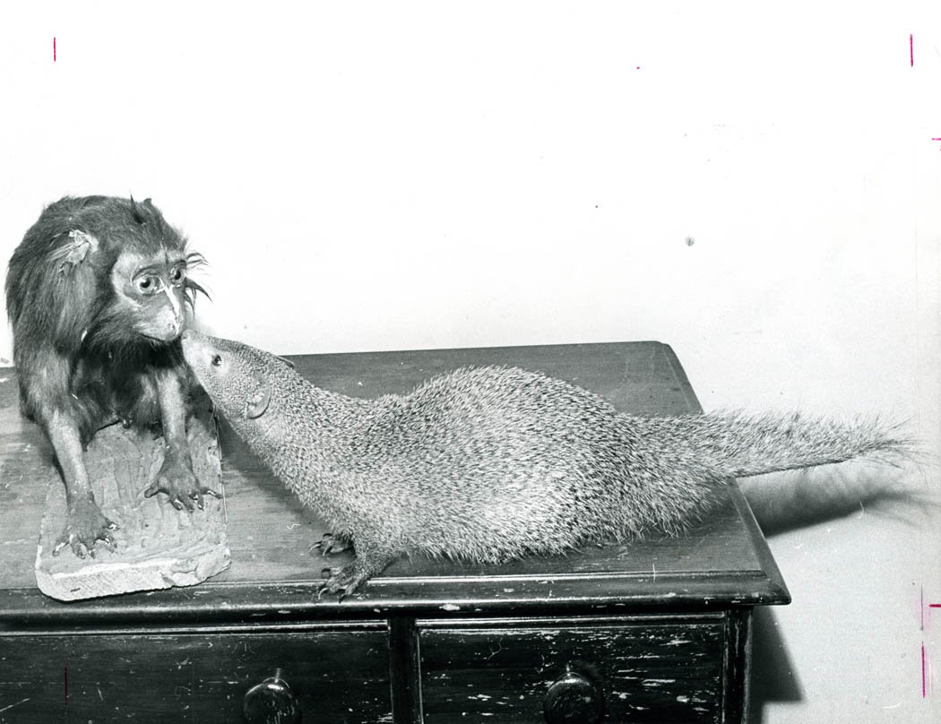 животные вошедшие в историю 