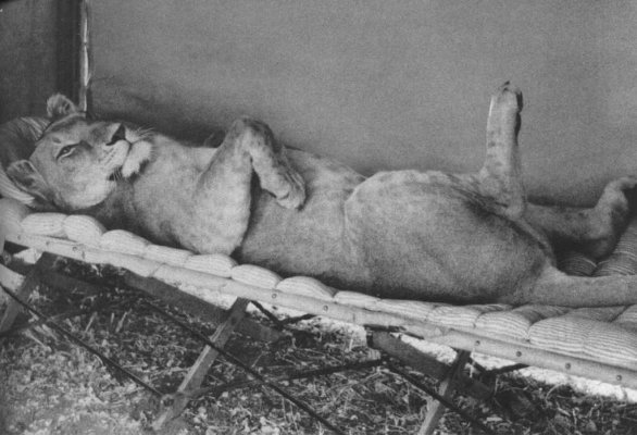 животные вошедшие в историю 