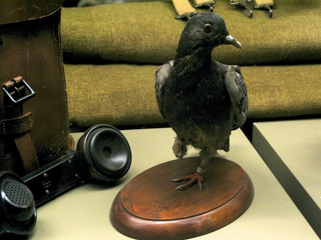 животные вошедшие в историю 