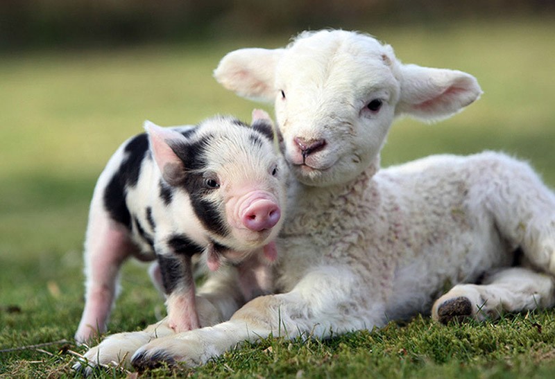  маленькие поросята, позитив,свинки