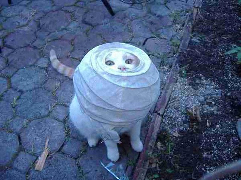 Смешные, любопытные, кошки, анимация, гифки