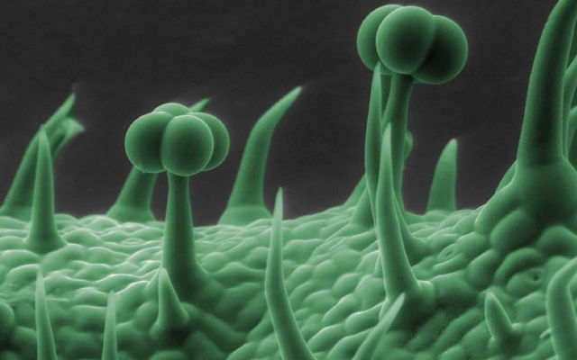 Необычный,вид ,привычные, вещи, под микроскопом,пдметы