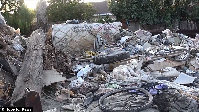 хаски майли, собака, спасение собаки