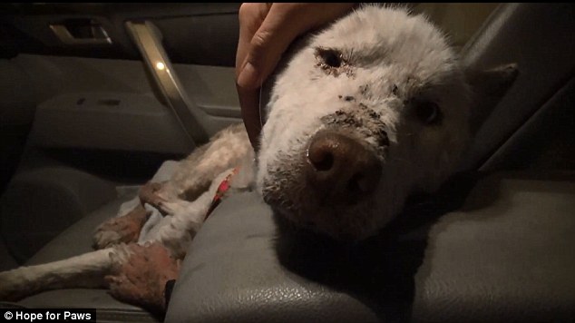 хаски майли, собака, спасение собаки