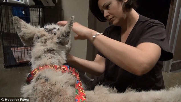 хаски майли, собака, спасение собаки