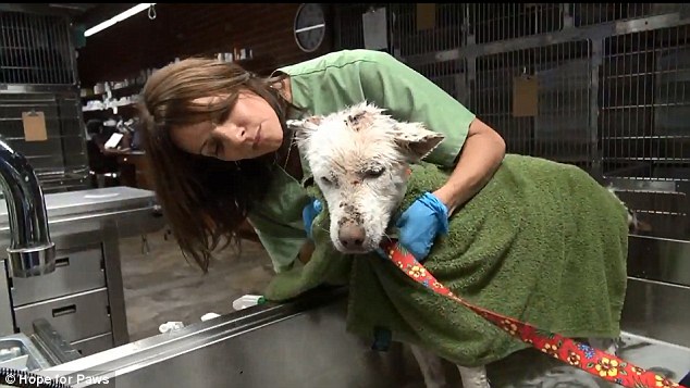 хаски майли, собака, спасение собаки