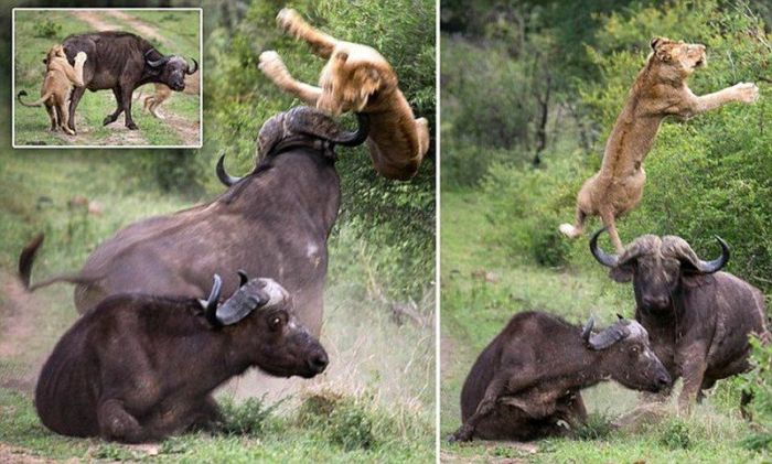 Лев против буйвола или друг познается в беде Лев против буйвола, друг познается в беде, буйвол пришел на помощь
