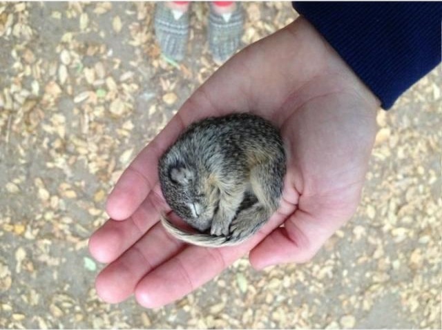 Спасение бельчонка, который остался без мамы Спасение бельчонка, история, фото