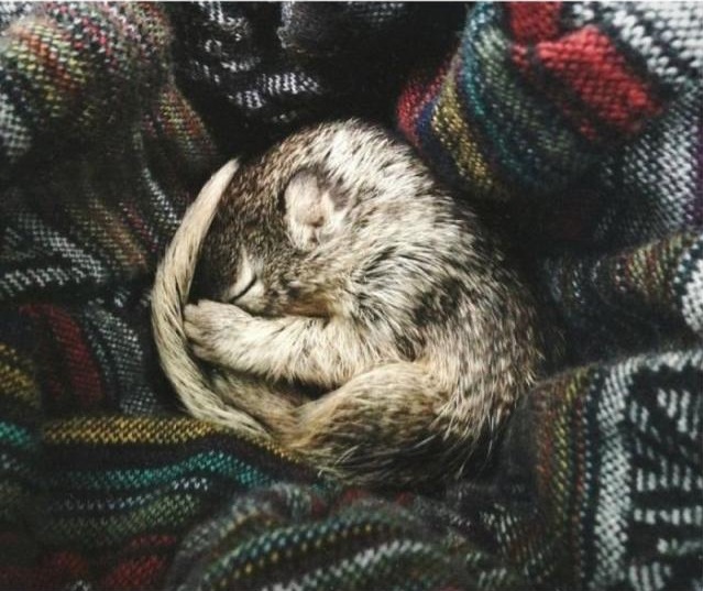 Спасение бельчонка, который остался без мамы Спасение бельчонка, история, фото