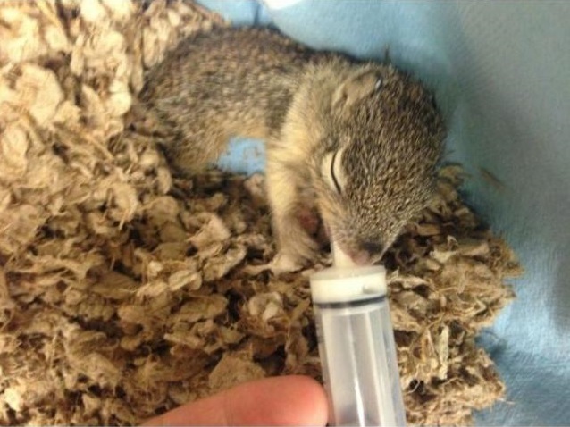 Спасение бельчонка, который остался без мамы Спасение бельчонка, история, фото