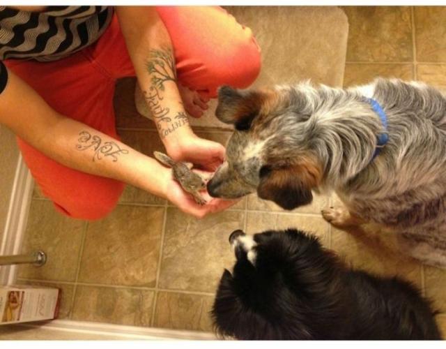 Спасение бельчонка, который остался без мамы Спасение бельчонка, история, фото