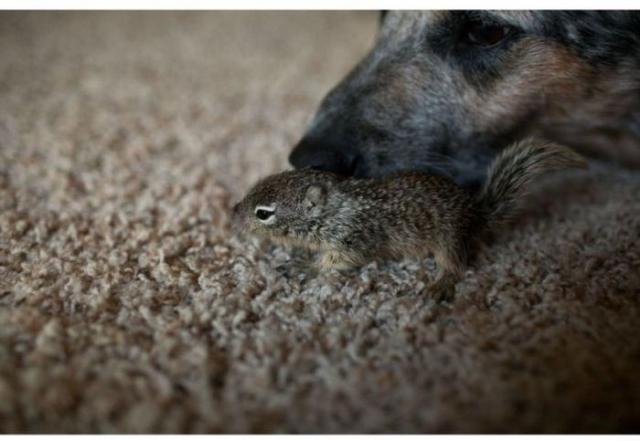 Спасение бельчонка, который остался без мамы Спасение бельчонка, история, фото