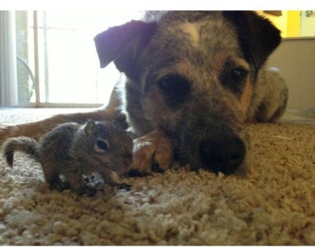 Спасение бельчонка, который остался без мамы Спасение бельчонка, история, фото