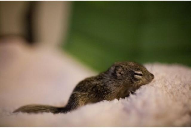 Спасение бельчонка, который остался без мамы Спасение бельчонка, история, фото