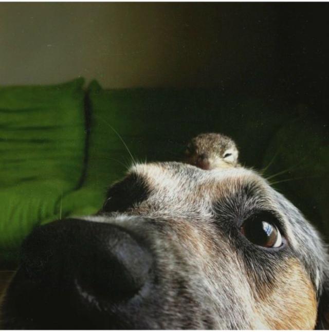 Спасение бельчонка, который остался без мамы Спасение бельчонка, история, фото