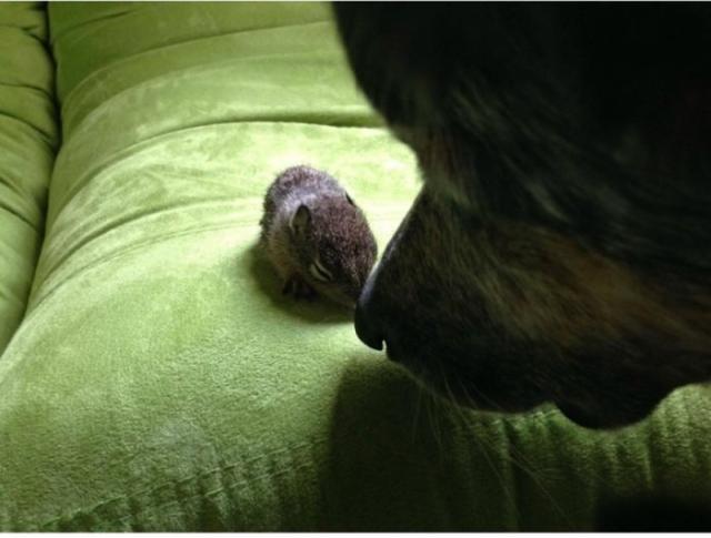 Спасение бельчонка, который остался без мамы Спасение бельчонка, история, фото