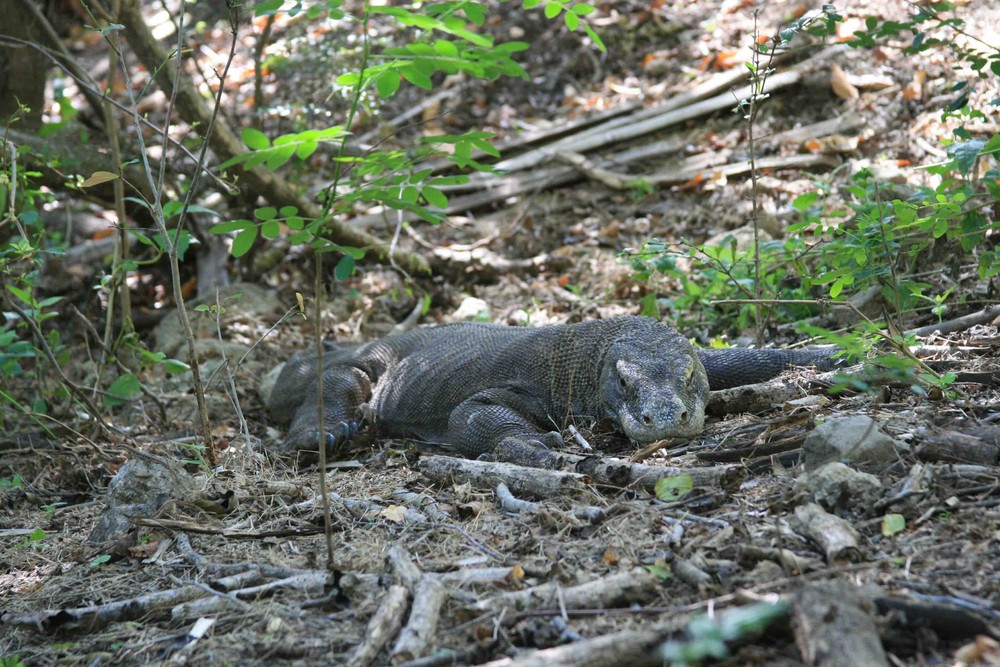 Путешествие, национальный парк, Комодо, Индонезия, Зондские острова