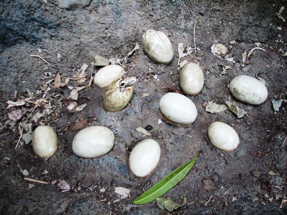 Путешествие, национальный парк, Комодо, Индонезия, Зондские острова