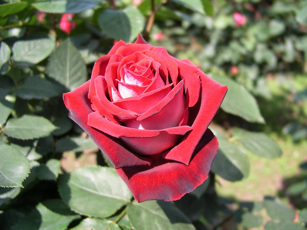 Красота розы сорта Осирия.