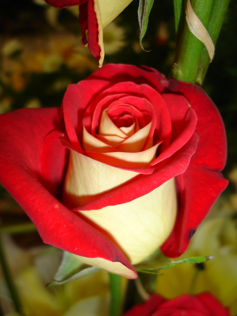 Розы двухцветные сорта фото названия