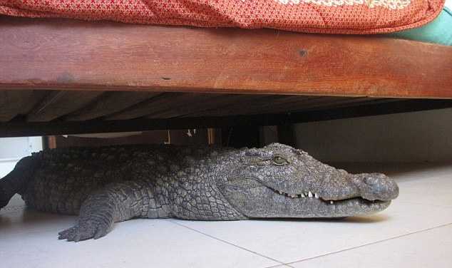 Мариасун ланда крокодил под кроватью