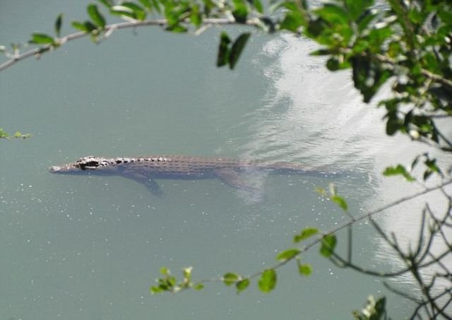 Смертельно опасный гость прятался под кроватью всю ночь крокодил под кроватью, Гай Уитолл