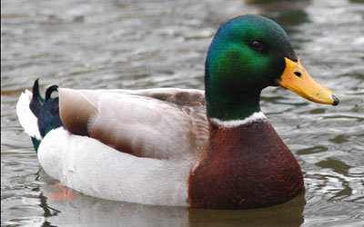 мифы легенды, опровергнутые, Разрушители легенд, мифов, городские легенды, слухи, шоу