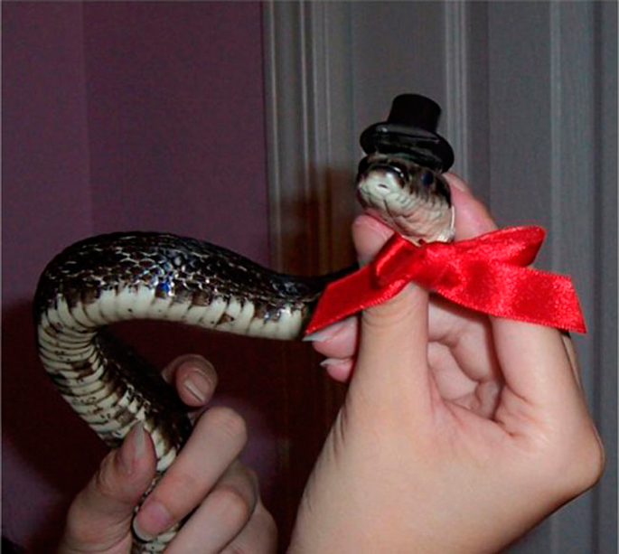 Очаровательные, змеи, в шляпах