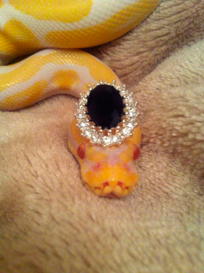 Очаровательные, змеи, в шляпах