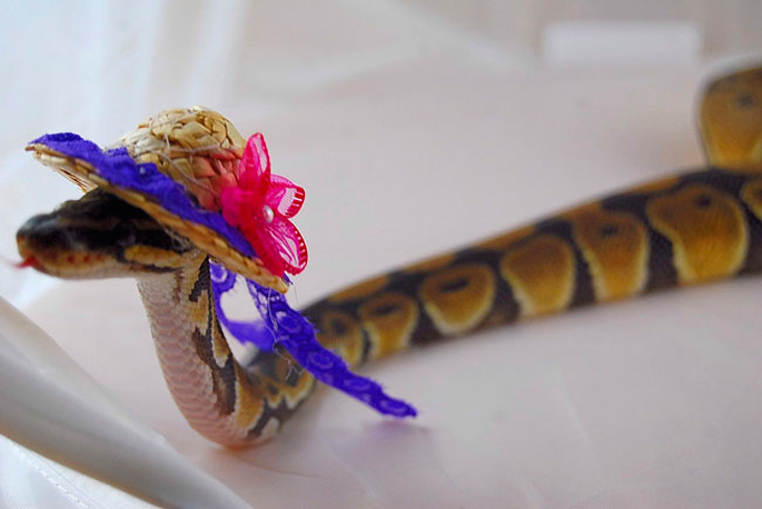 Очаровательные, змеи, в шляпах