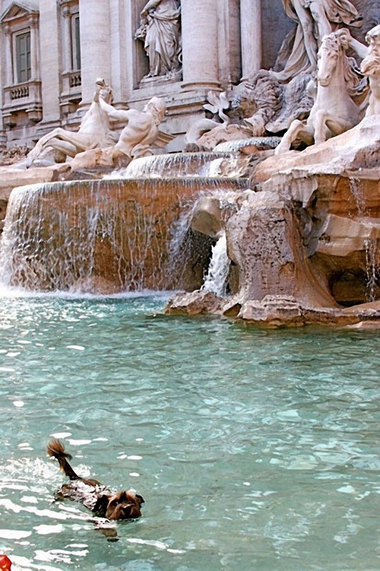 Оскар – пес-путешественник