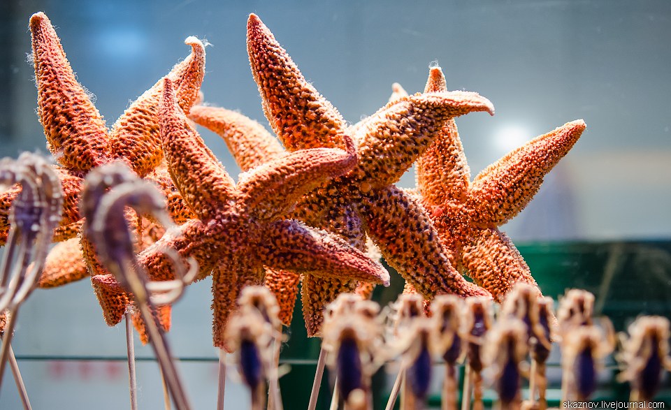 Китайские деликатесы, еда, жареные кузнечики, скорпионы