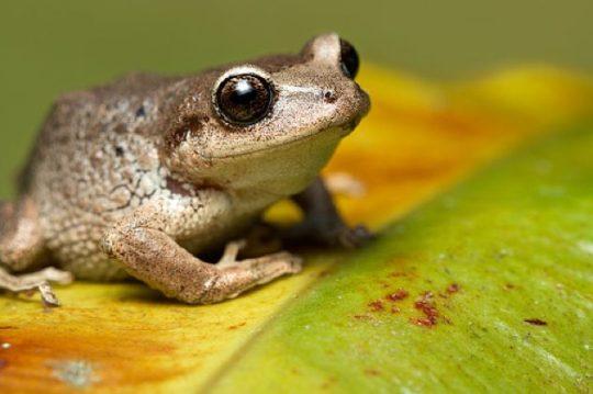 мифы о животных