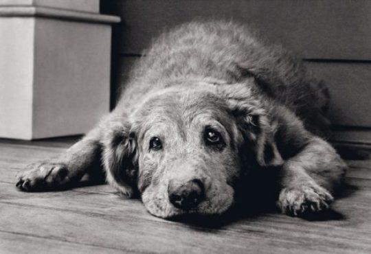 мифы о животных