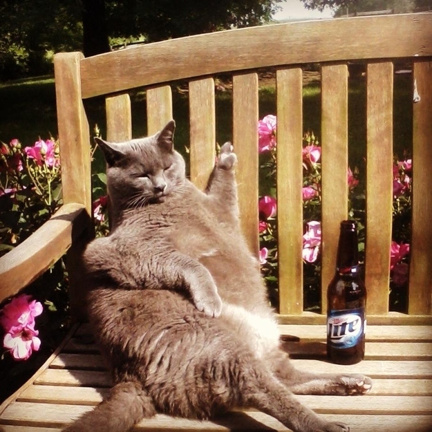 Подборка, фото, милые, трогательные, животные 