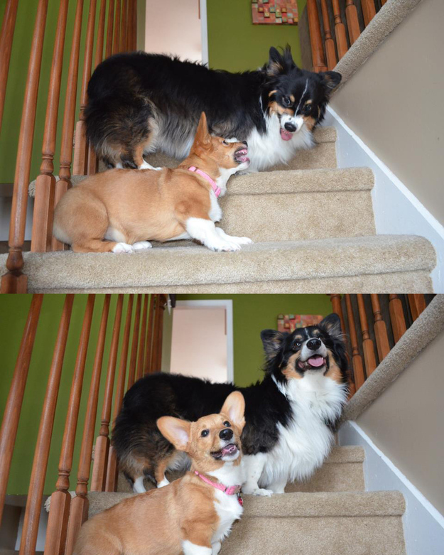 Подборка, фото, милые, трогательные, животные 